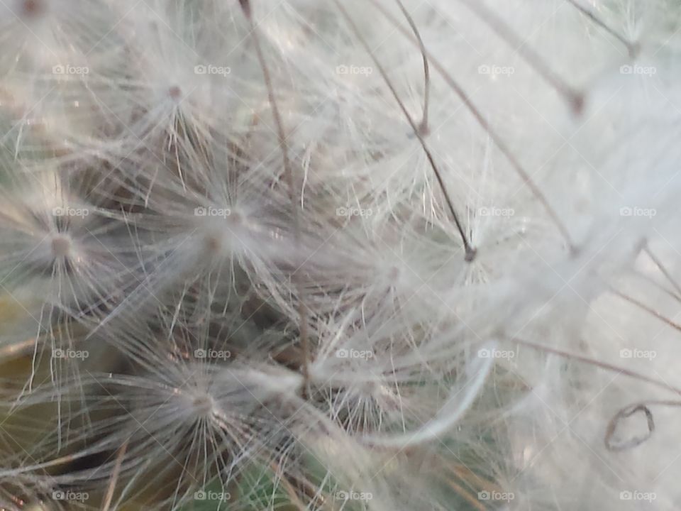 Wishes in the Morning