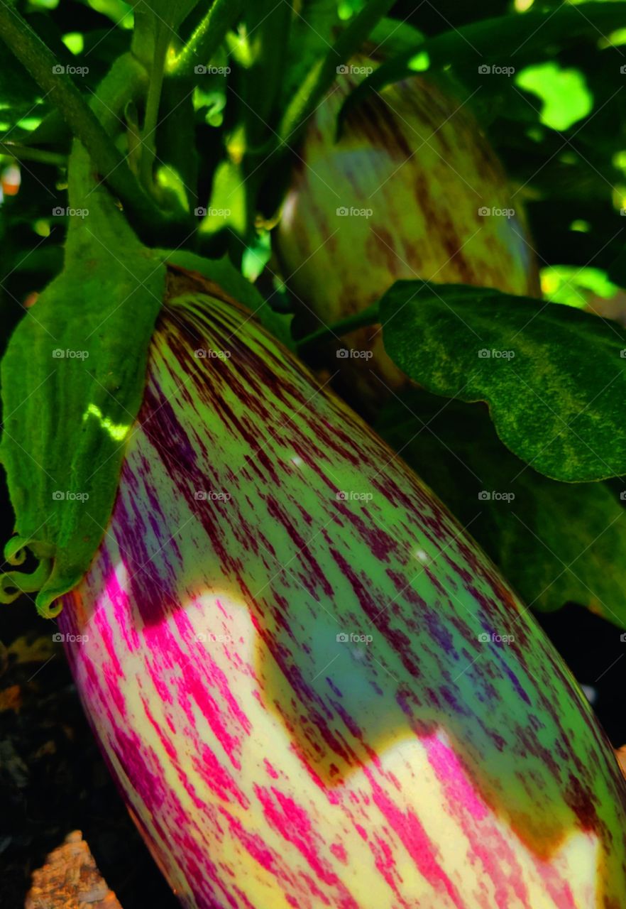 Growing Eggplant in home Garden