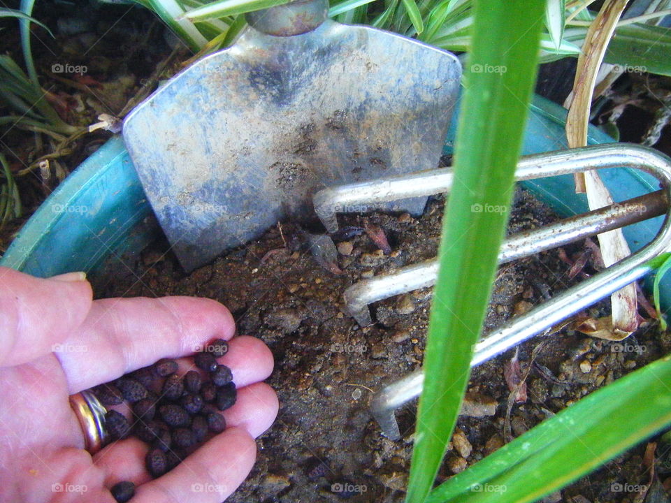 Spring Flower Sowing