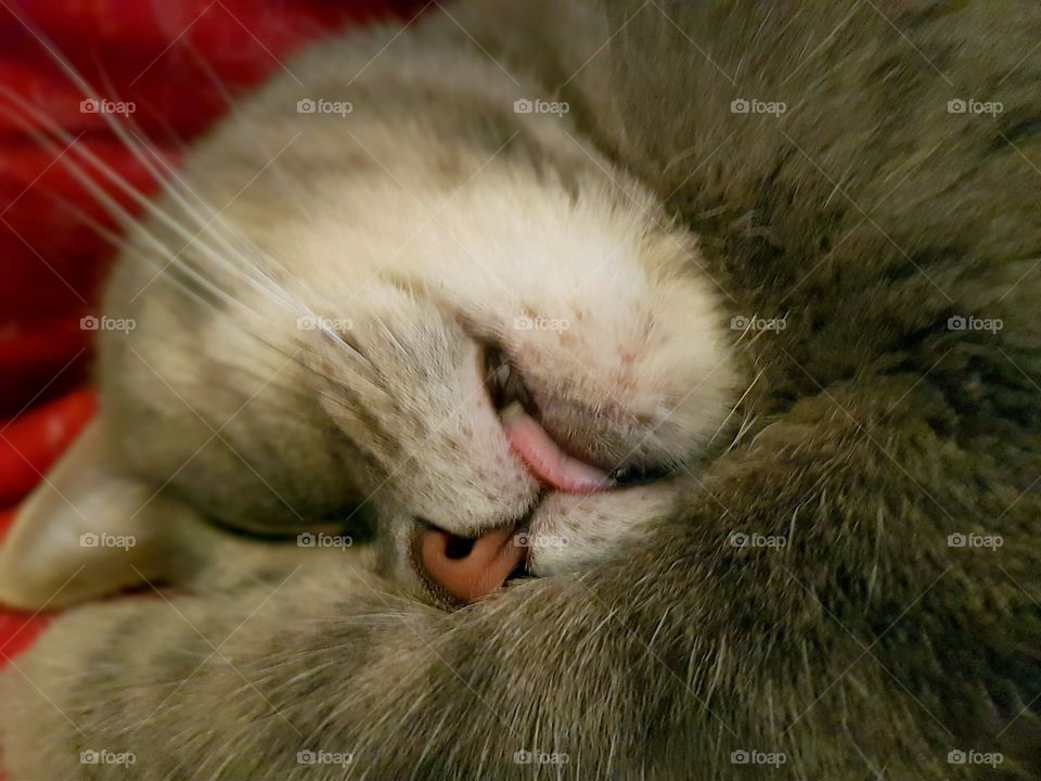 cute kitty is sleeping