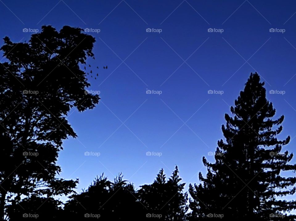 Birds flying at Blue Hour