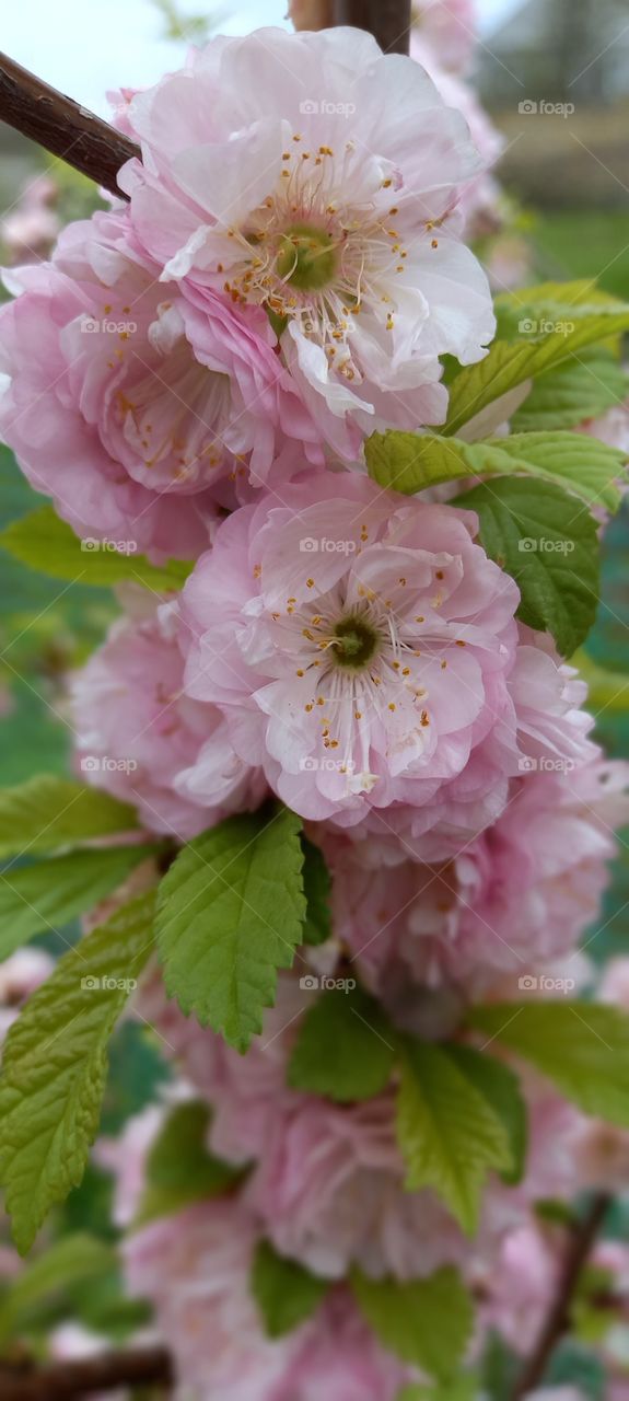 pink flowers