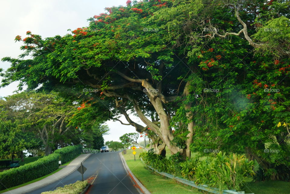 Wild Tree in maui hawaii 