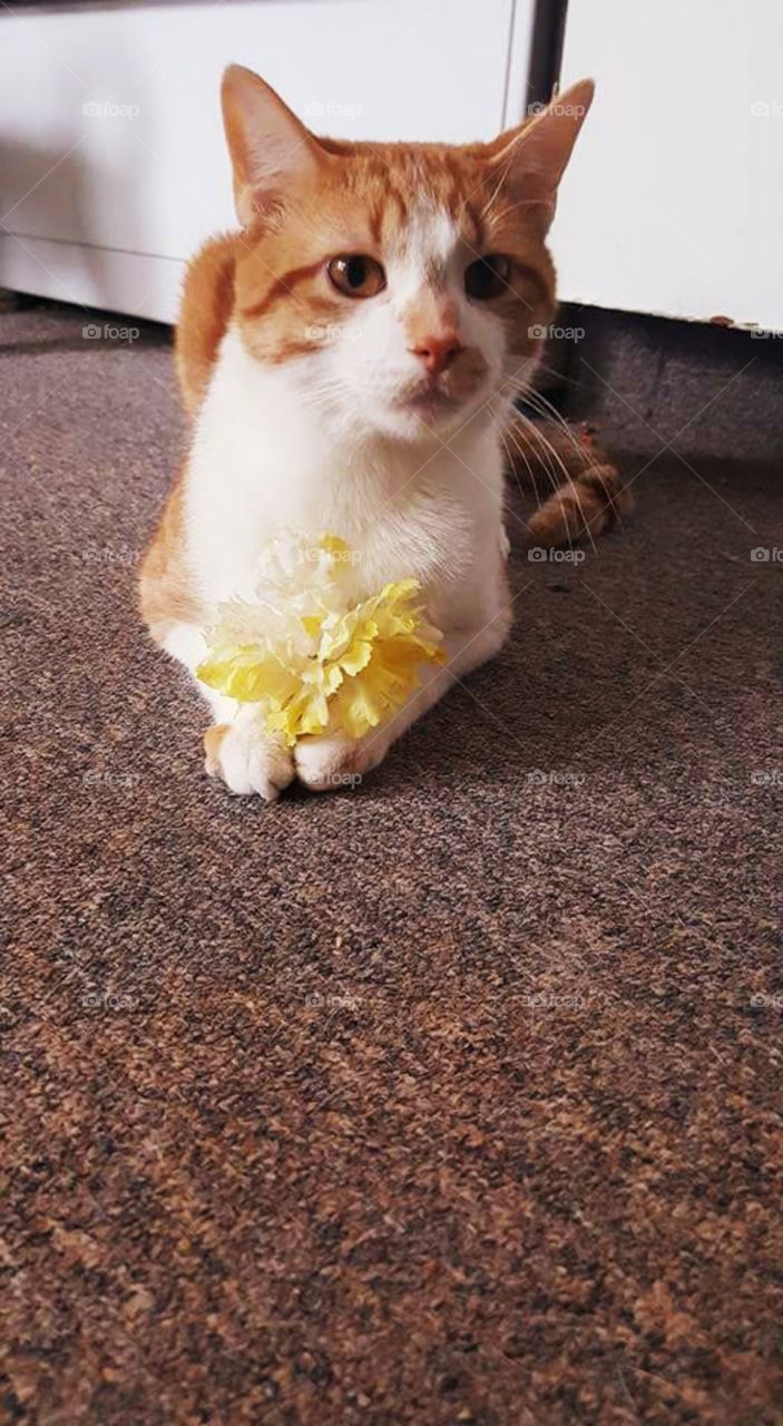 cat with a flower