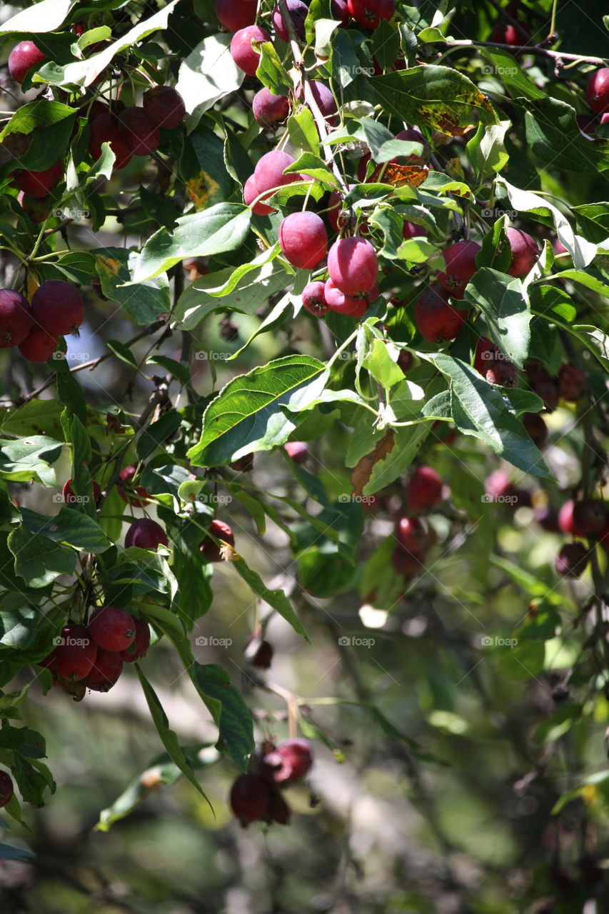 Crab apples