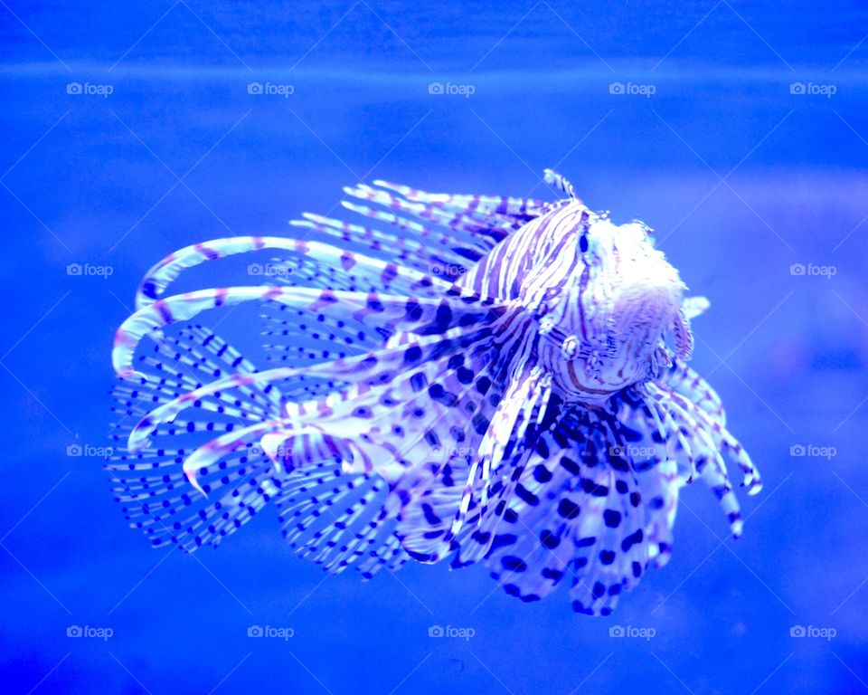 A colorful, elegant fish swimming in blue water