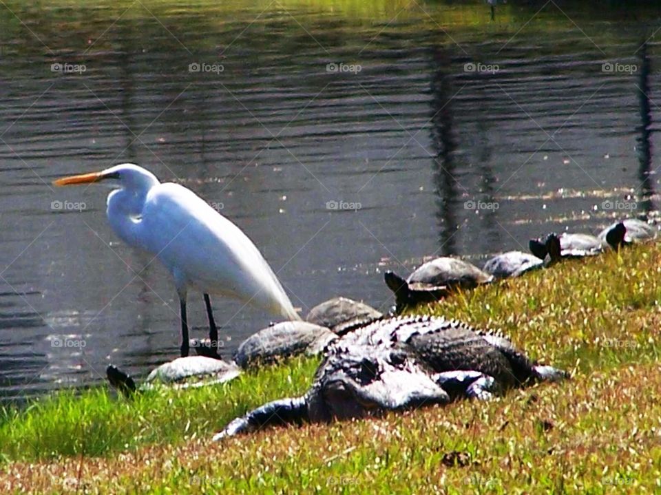 Egret and Friends