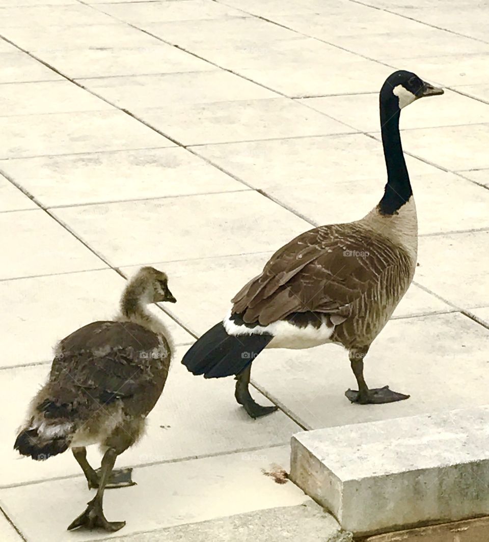 Goose and gosling walking