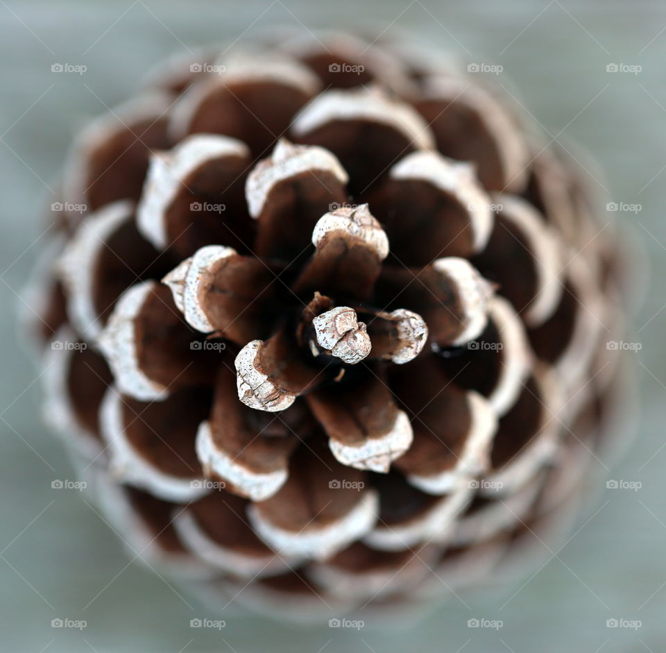 A view of pine cone from the top with great detail in macro setting