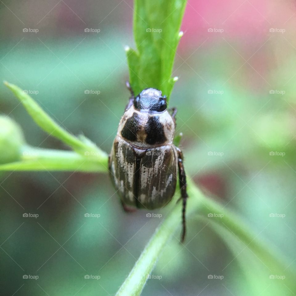 Grey beetle