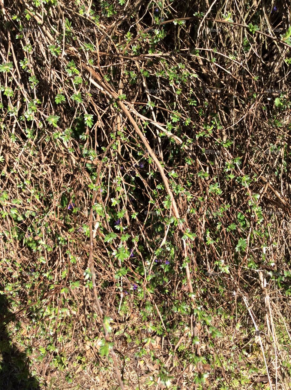 Flora, Desktop, Leaf, Nature, Texture