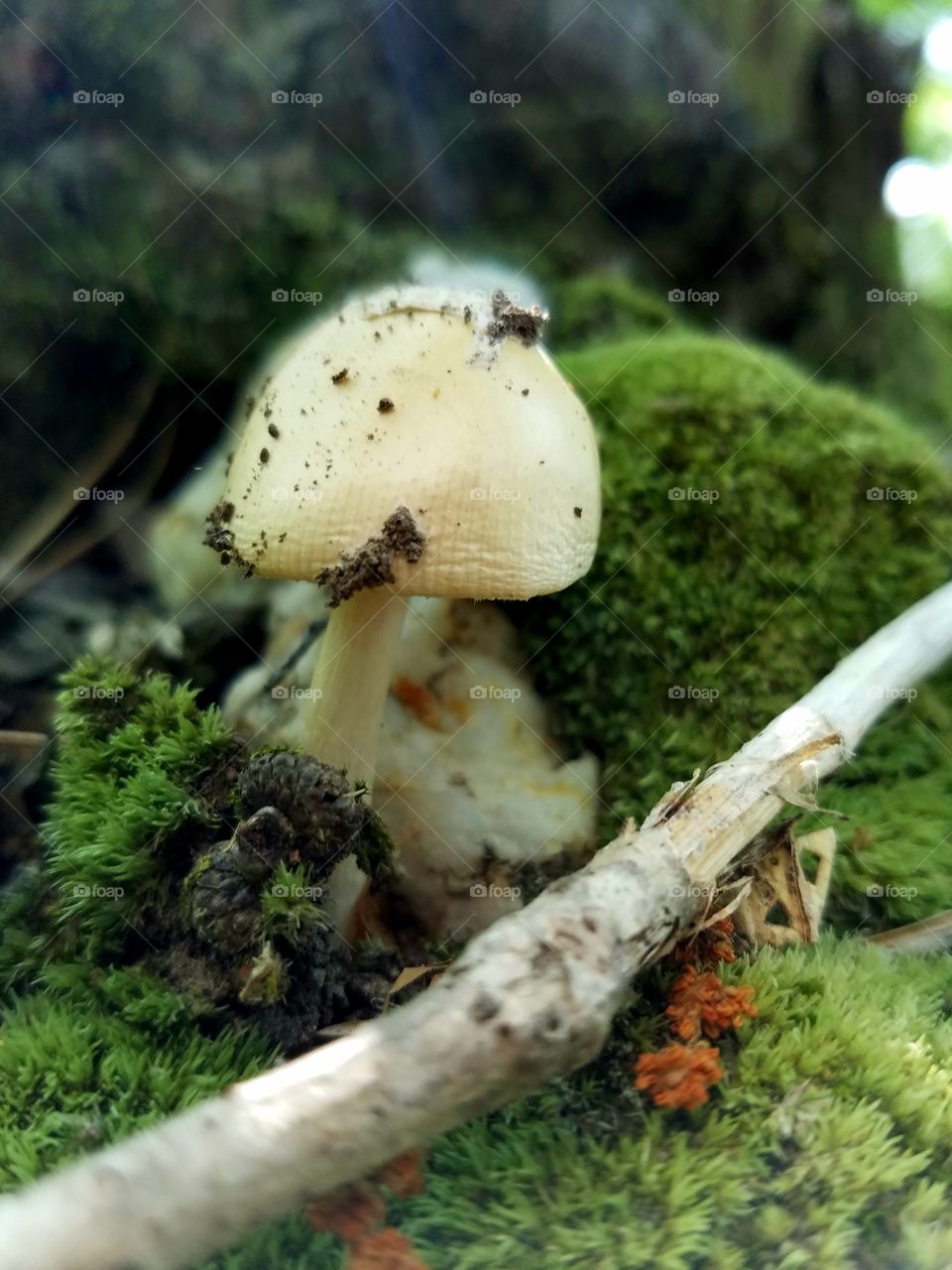 mushroom