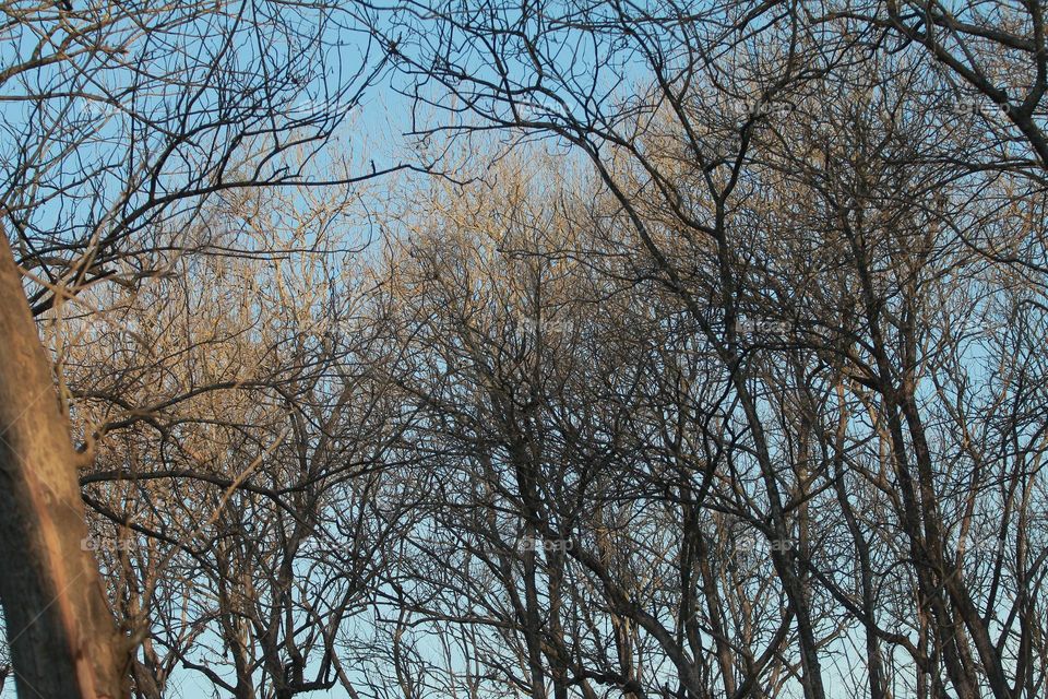 Beautiful dry tree