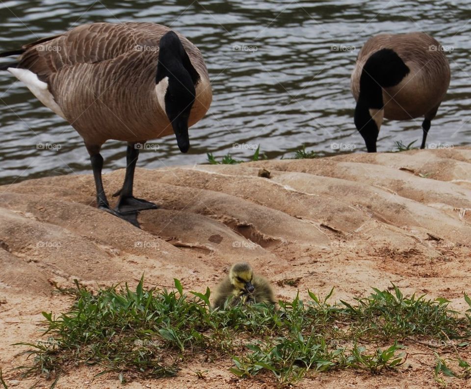 Canadian Geese with duckling