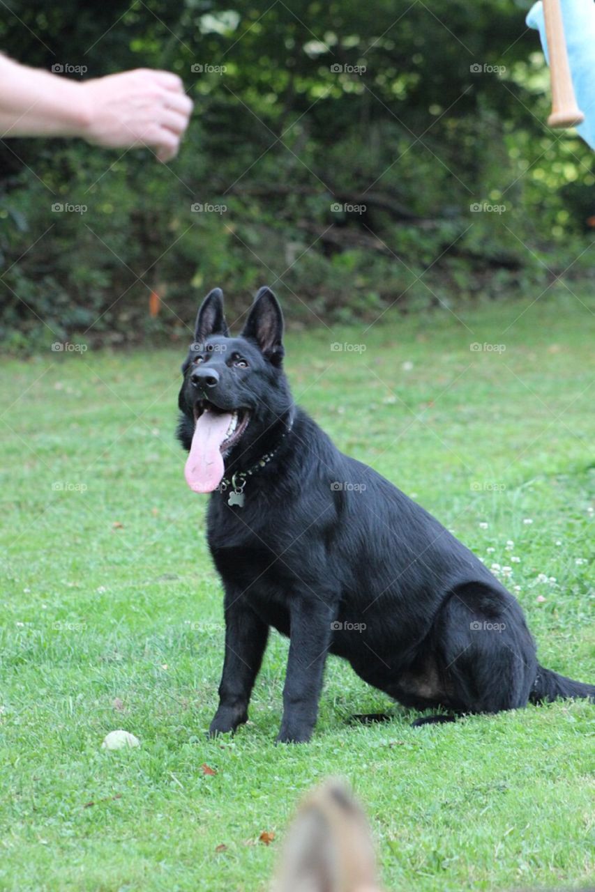 Our beautiful dog waiting for us to throw his ball. 