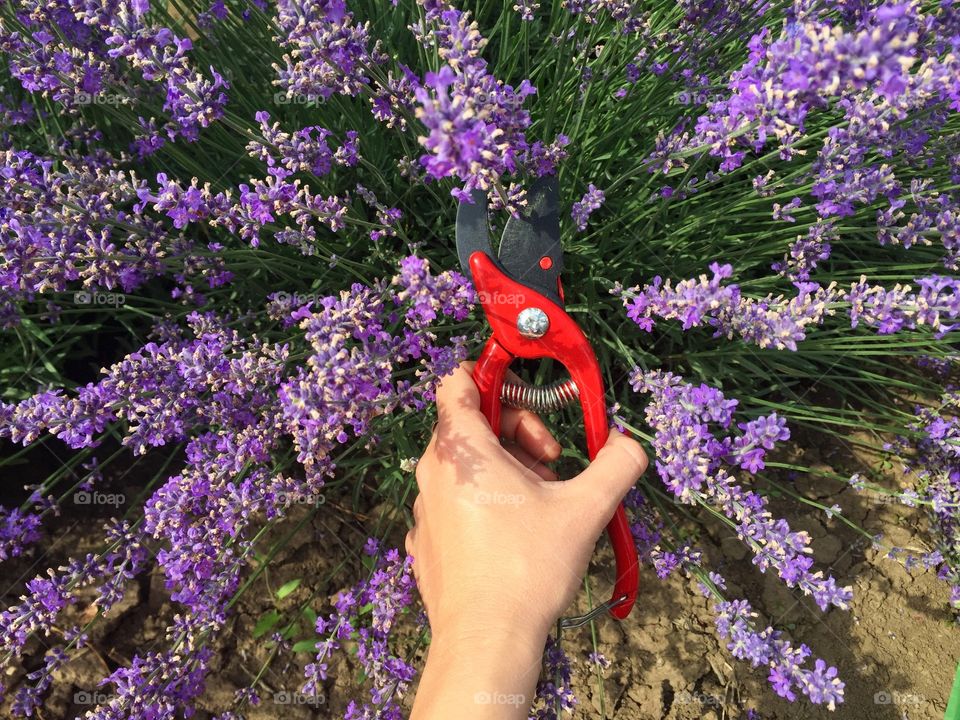 Woman holding scissors for harvesting lavender 