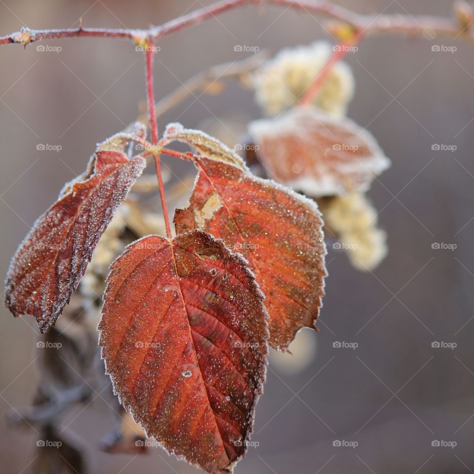 Frosty fall mornings in Michigan, leaves are hanging on