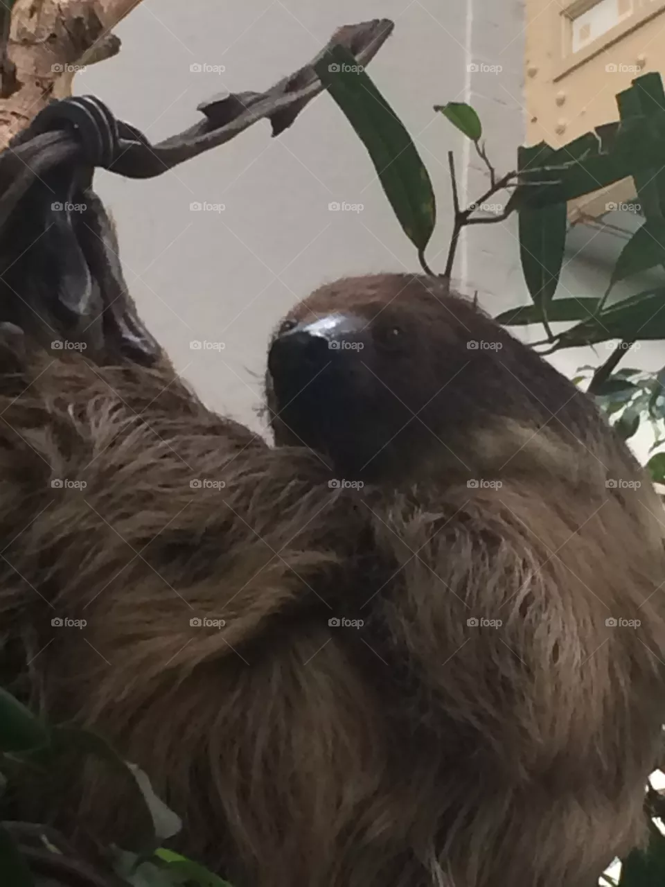Sloth