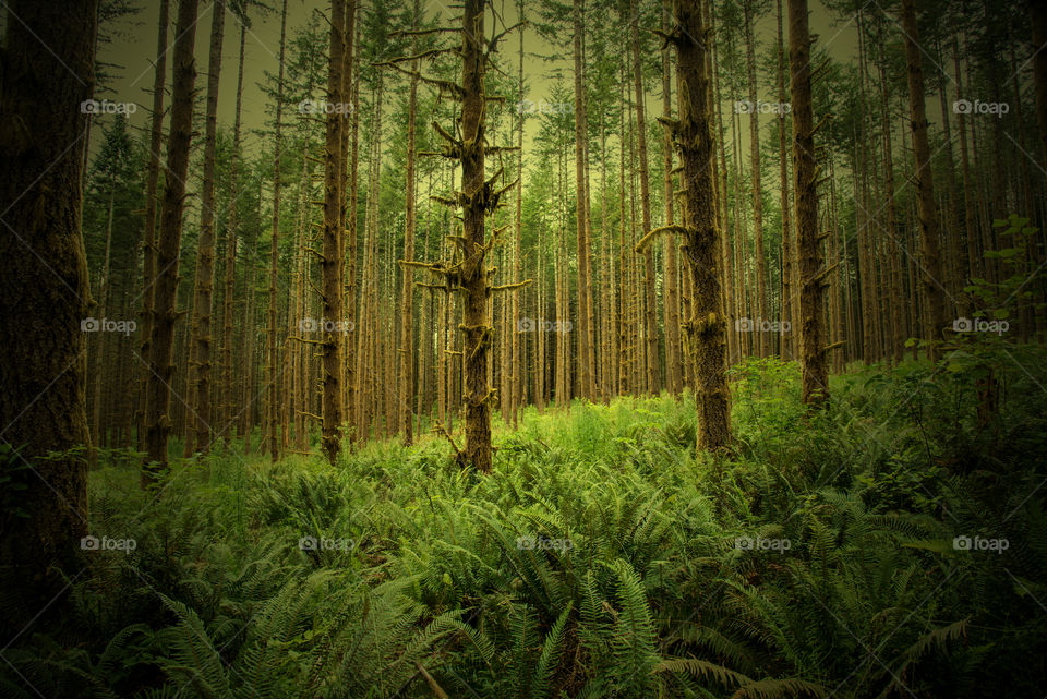 View of trees growing in forest