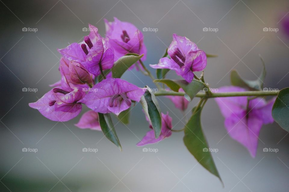 Close-Up of a pink flower in nature during day 