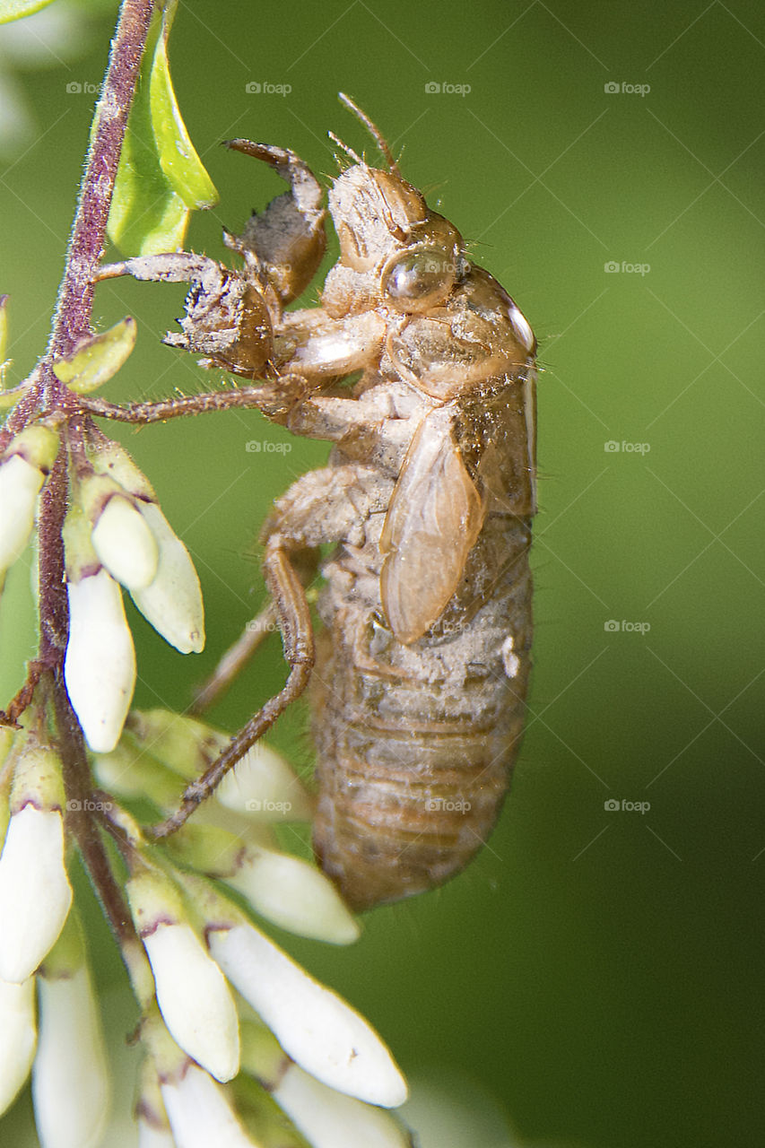 Shell from a seventeen Year Cicada 