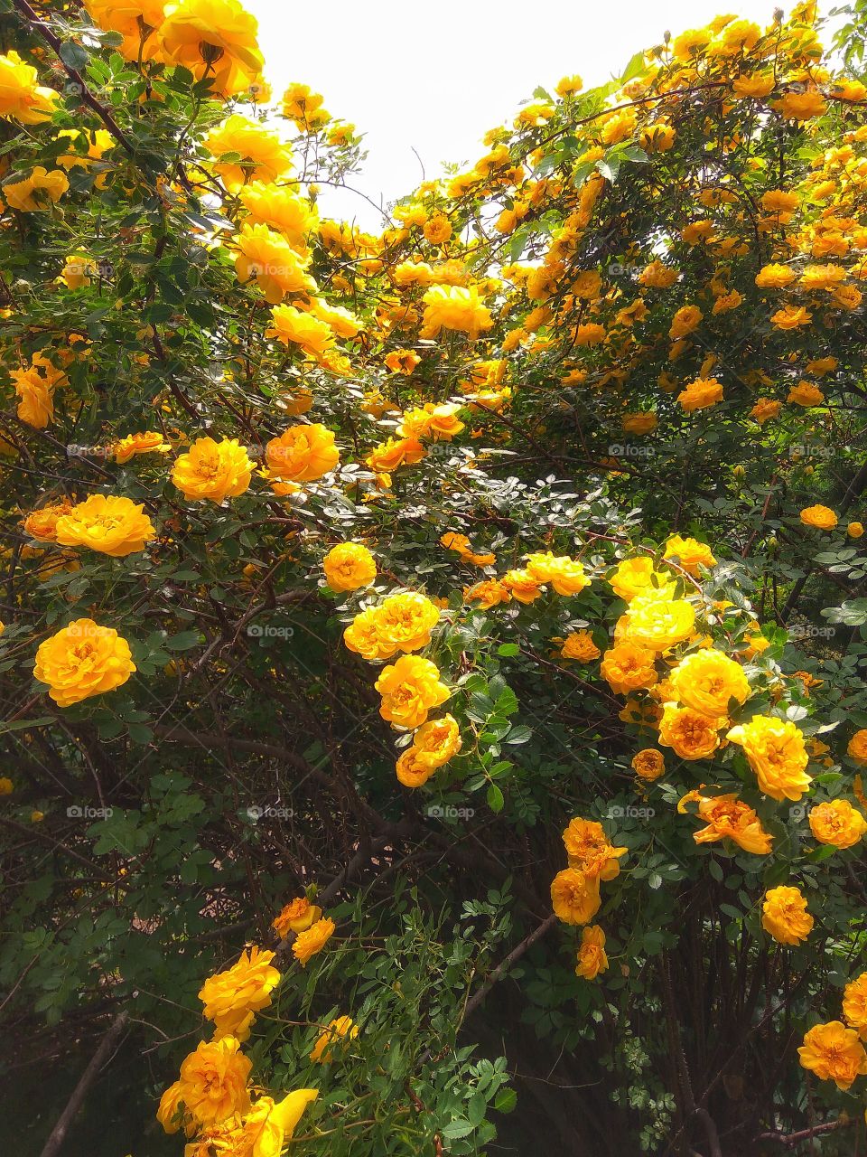 Beautiful roses, flowers, bush