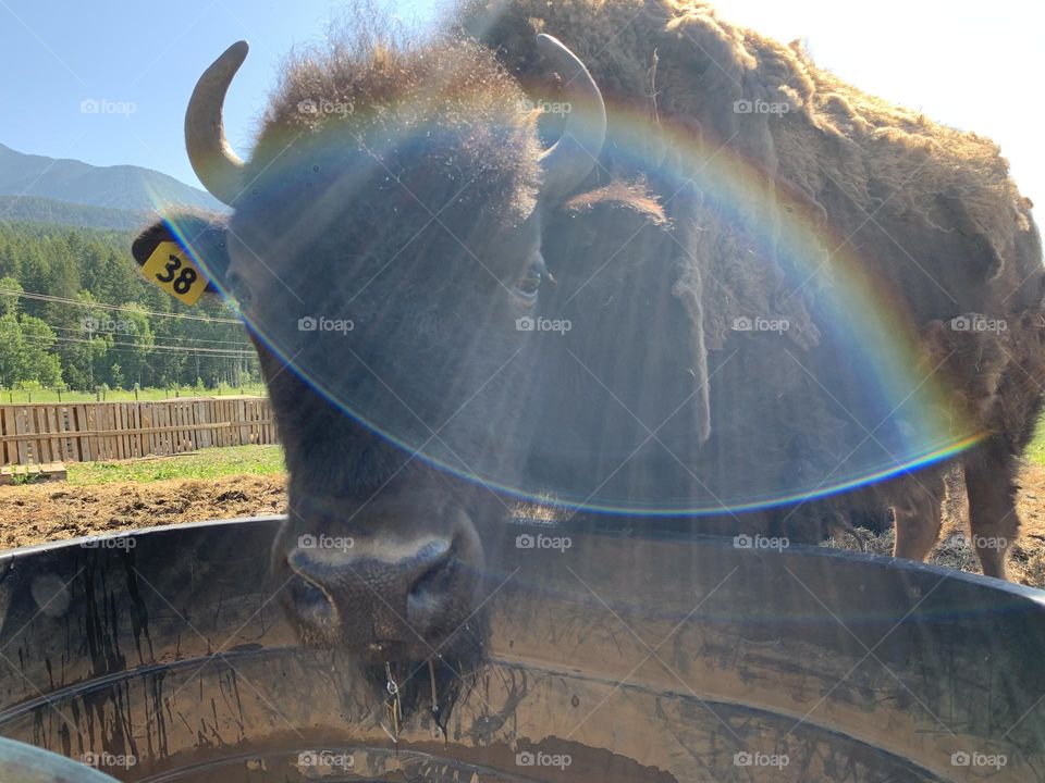 Rainbow bison 