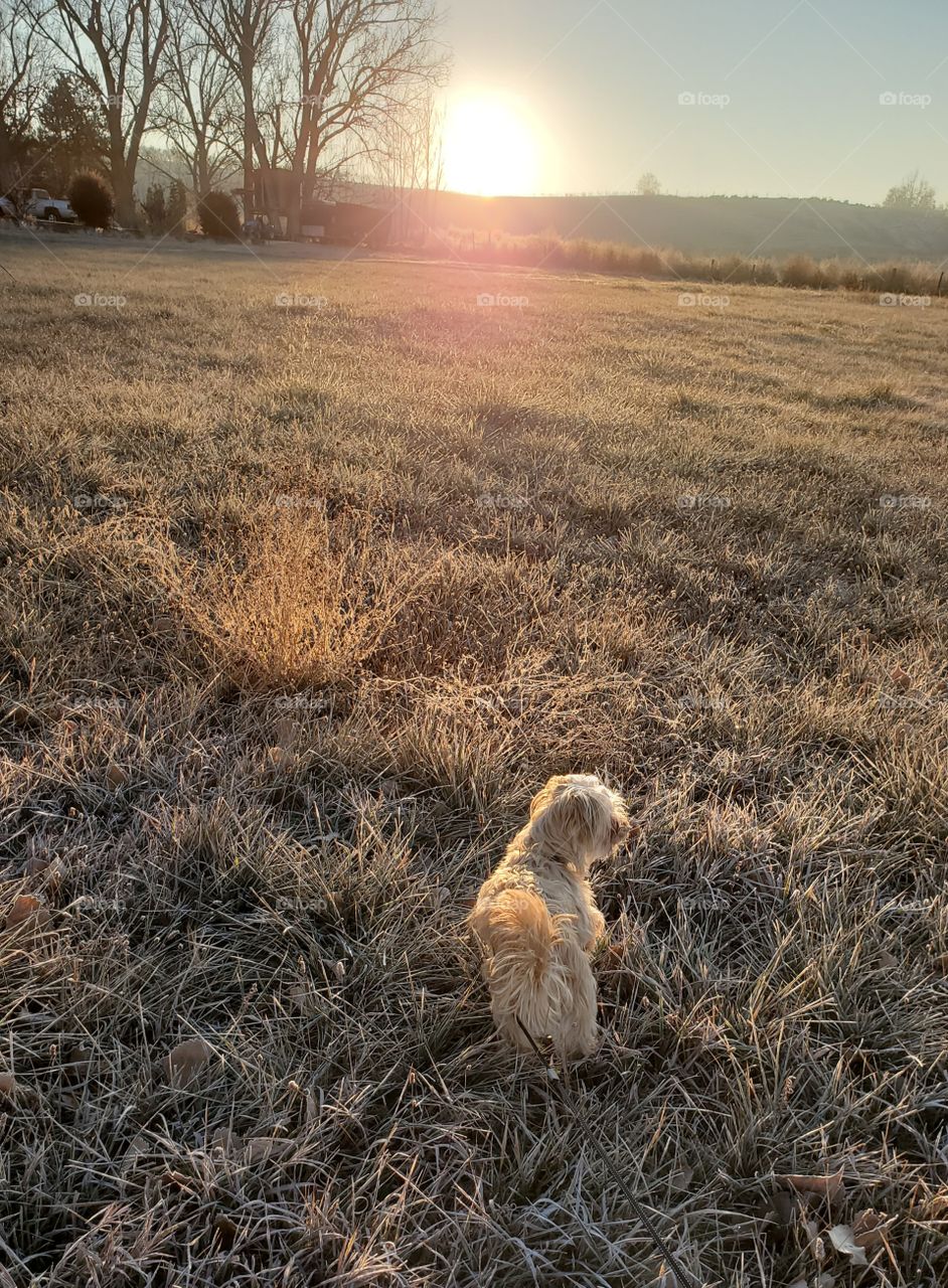 dog in the sunrise