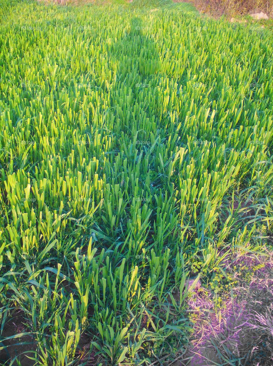 Shadow of a person/photographer in a wheat crop field