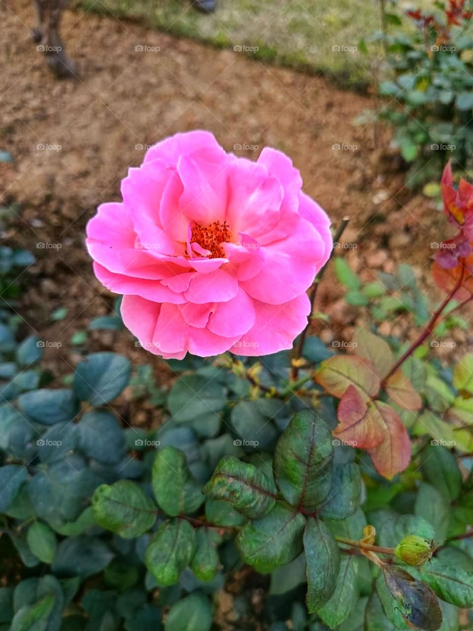 That pink rose on the tree branch looks so delicate and pretty! Nature showing off its beauty once again.
That pink rose is standing out beautifully.