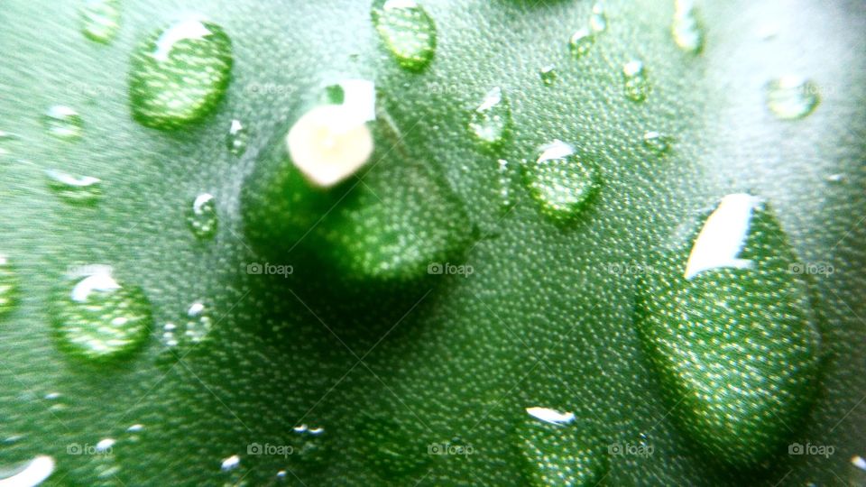 drops over cactus leaf