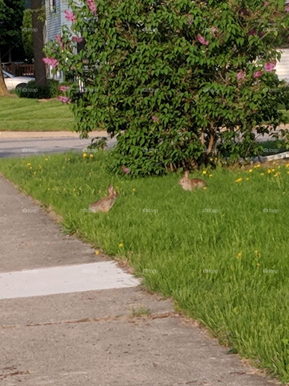 city rabbits