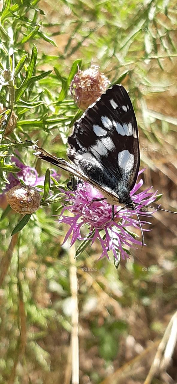 flowers and butterfly