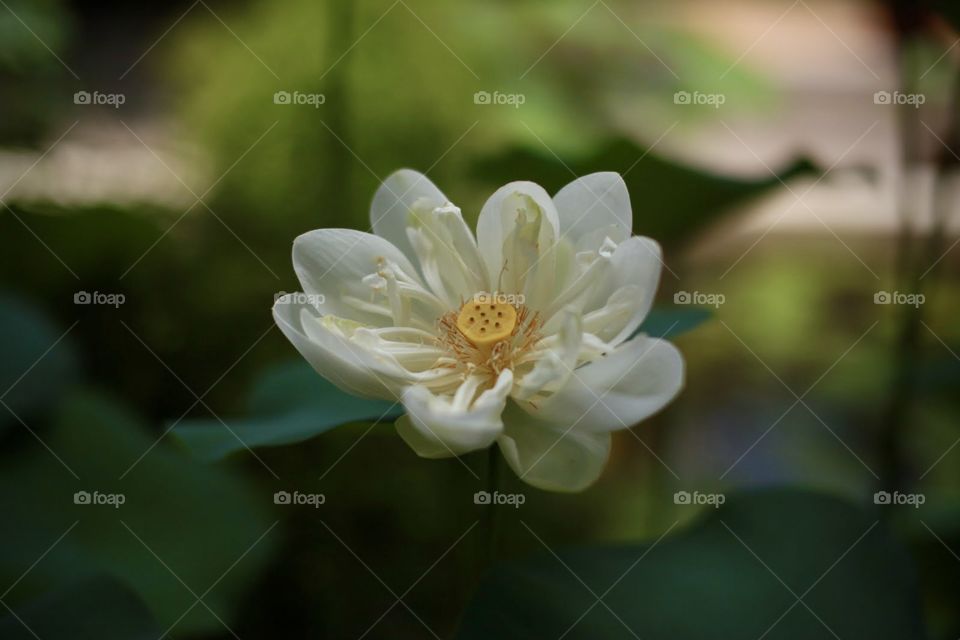 White lotus