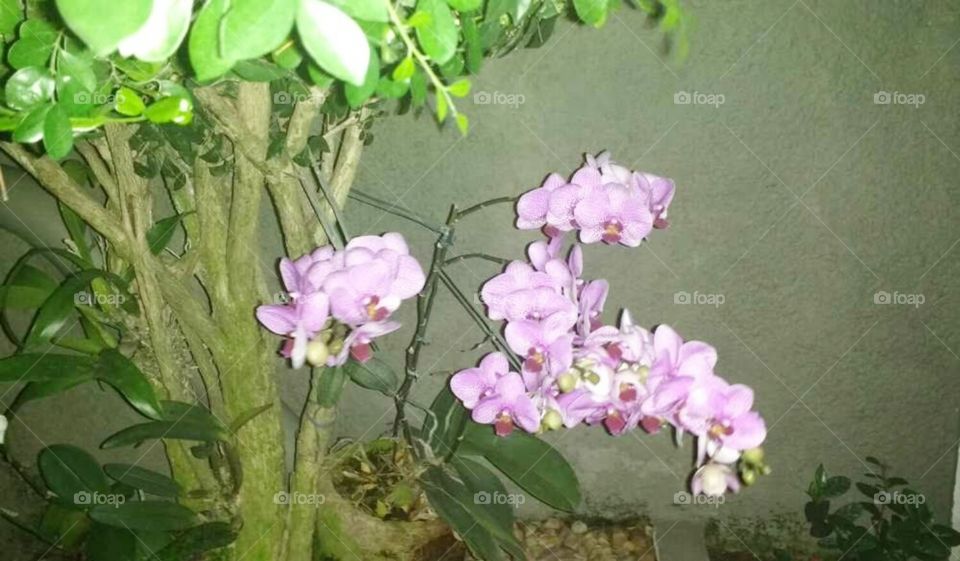 orchid orquídea