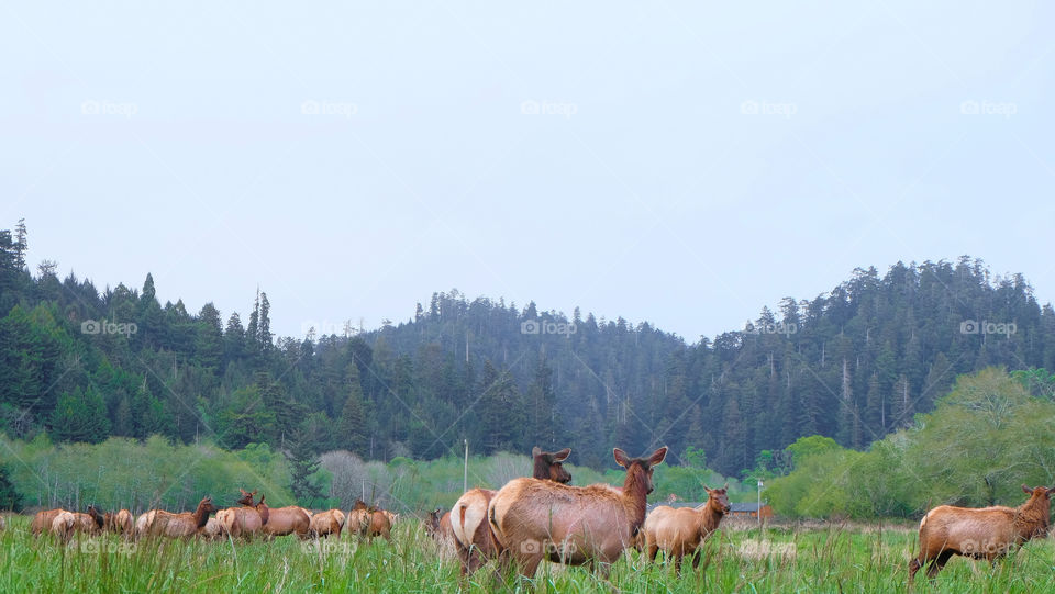 Elks grazing in a meadow