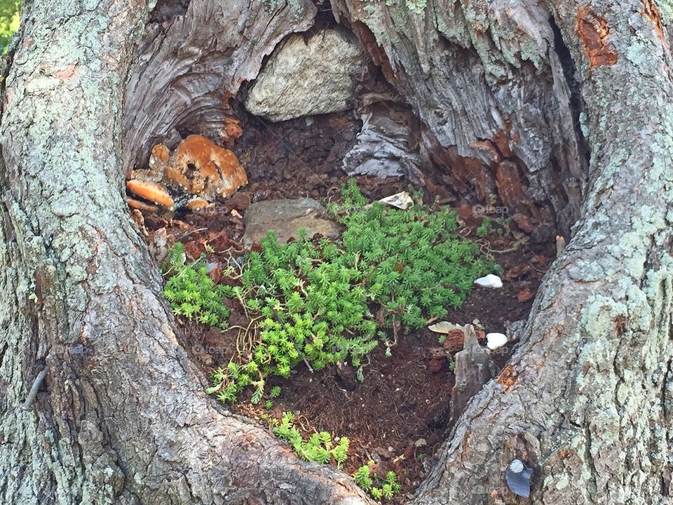 Small plant in the tree root