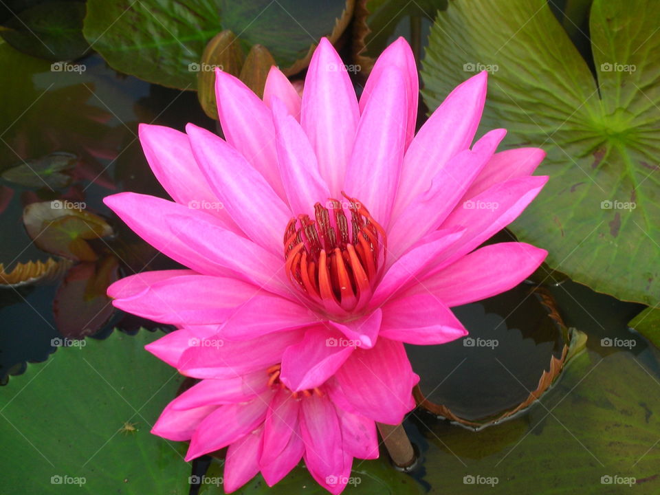 Pink lily. water lilly