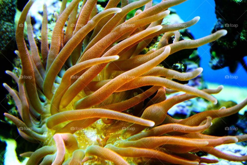 bright colored underwater sealife