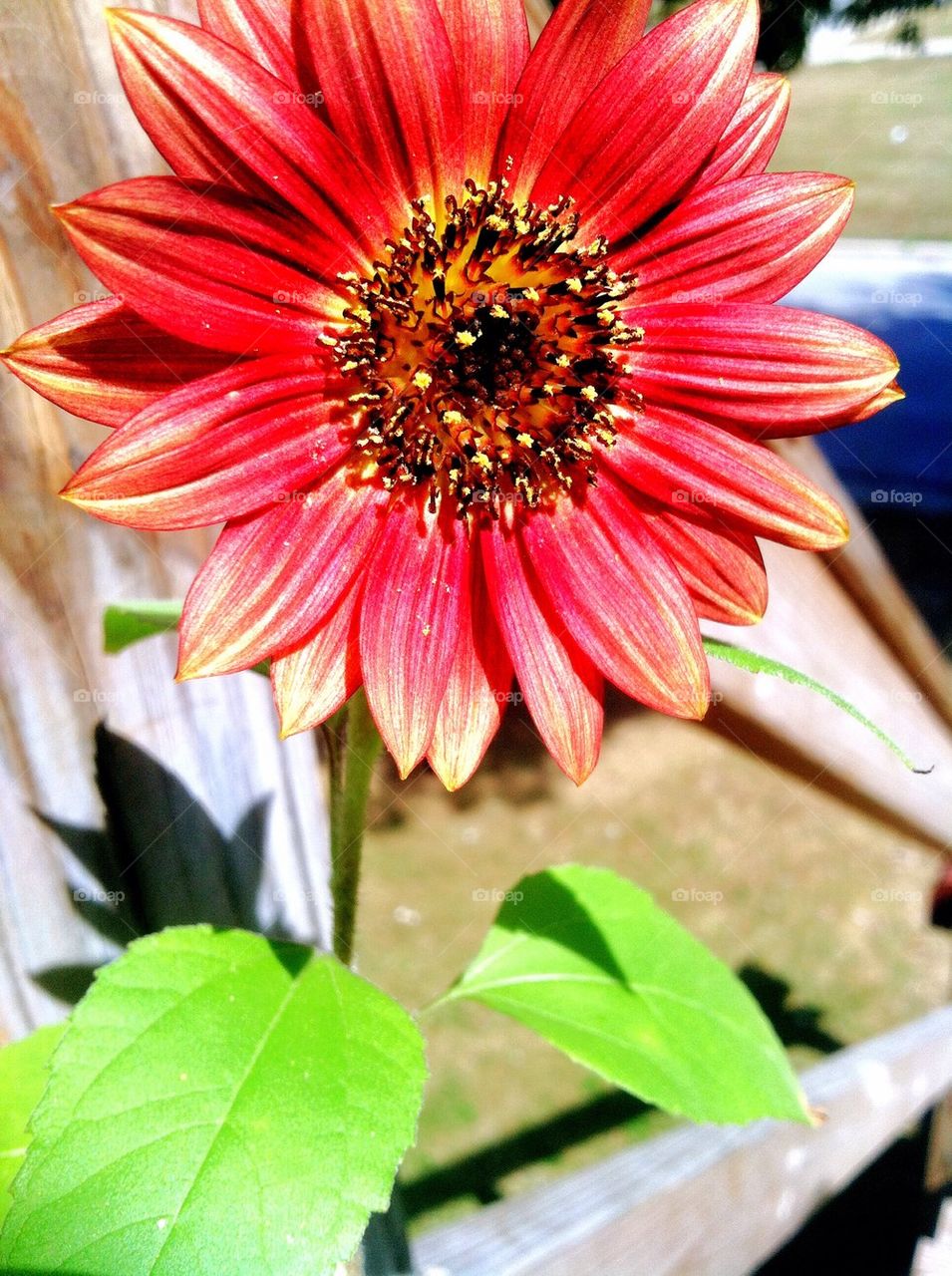 Flower Of Sun