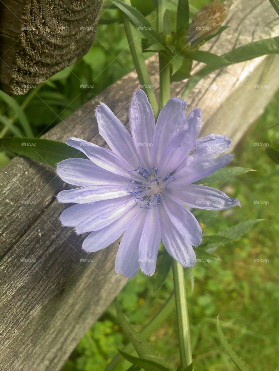 nature blue white wood by jmh