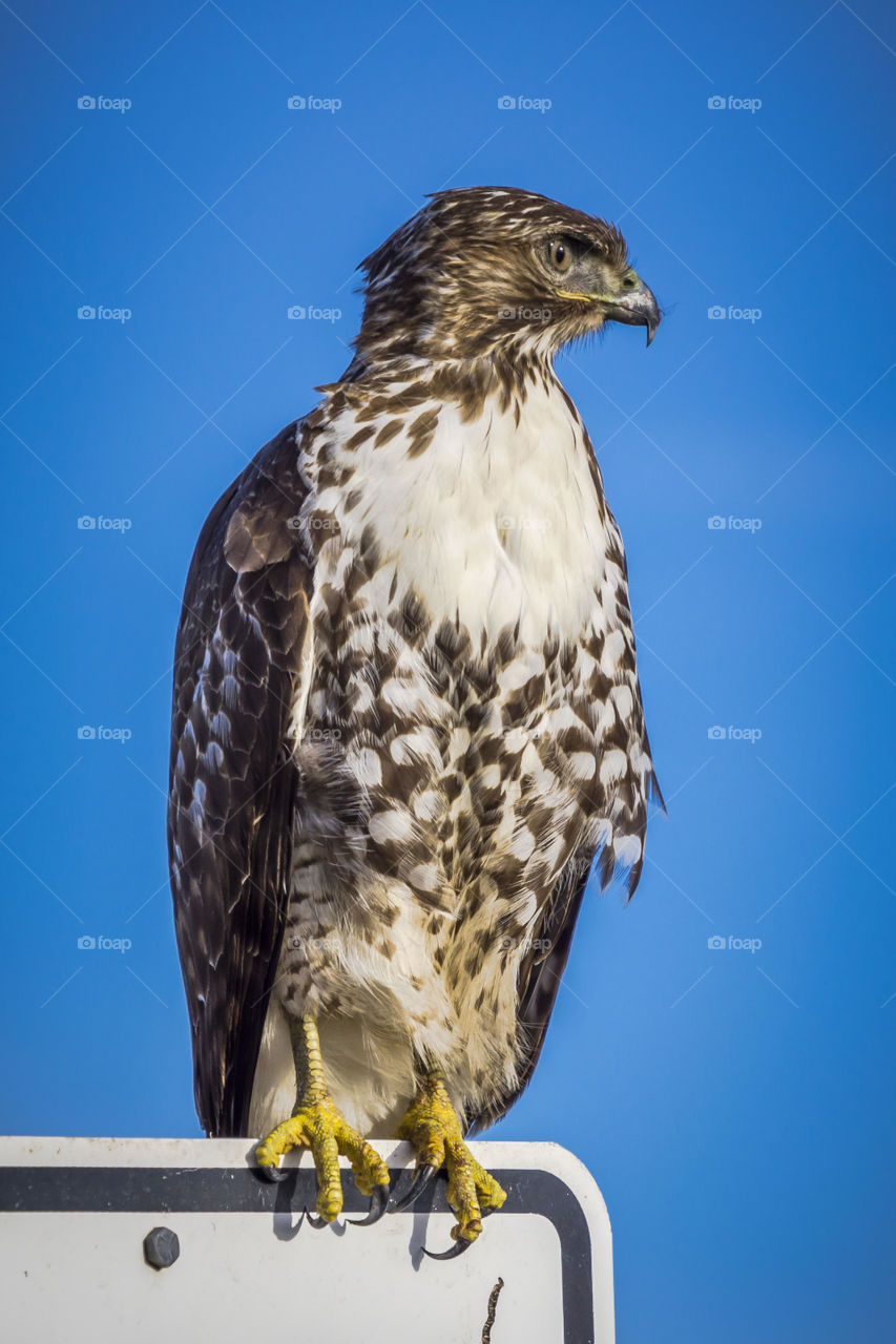 hawk portrait