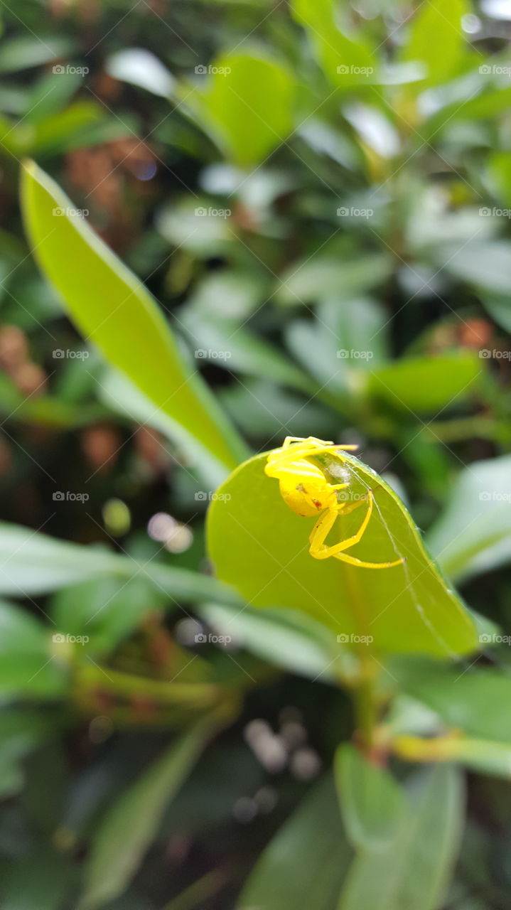 yellow spider