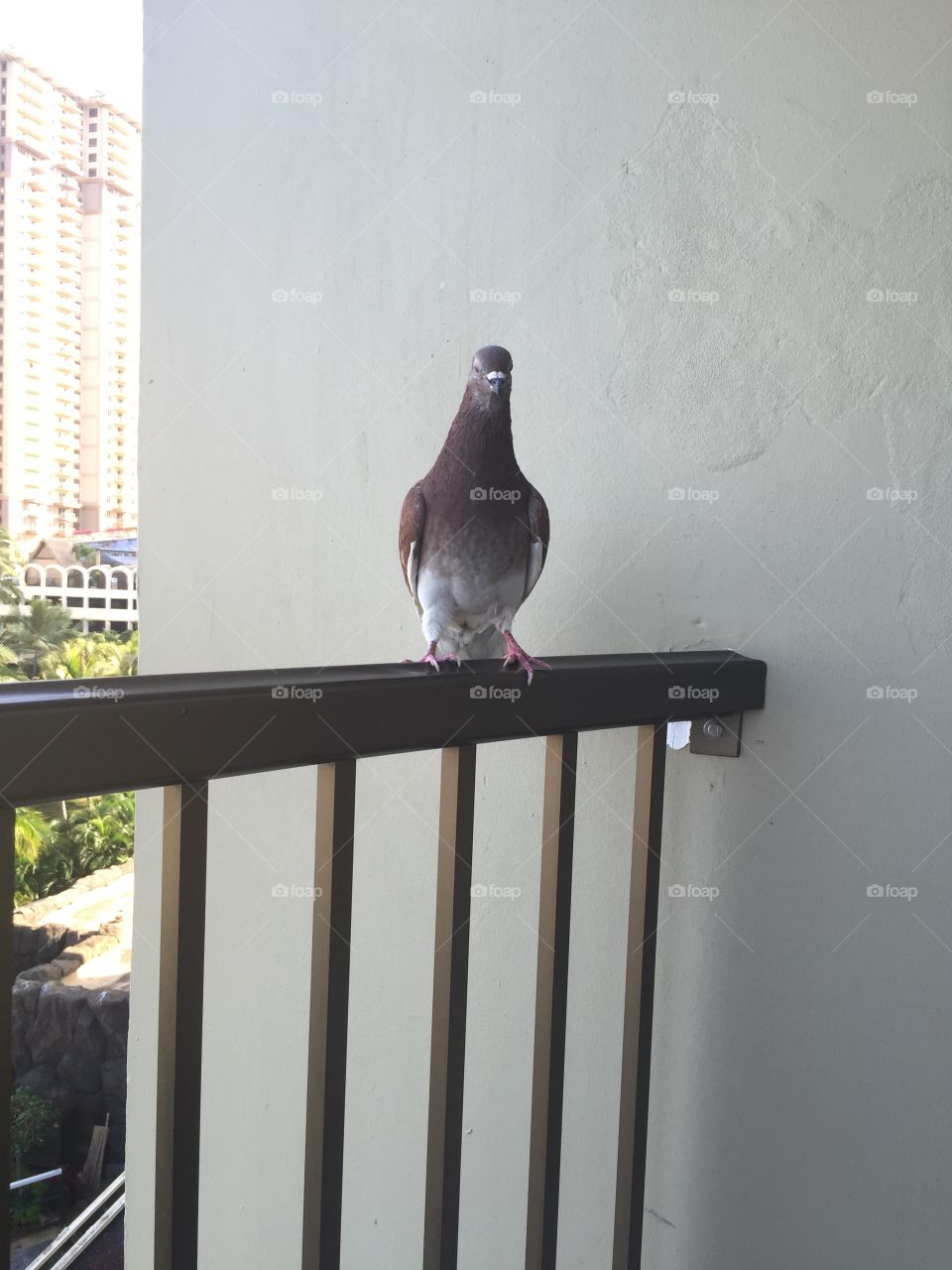 Bird, No Person, Pigeon, One, Outdoors