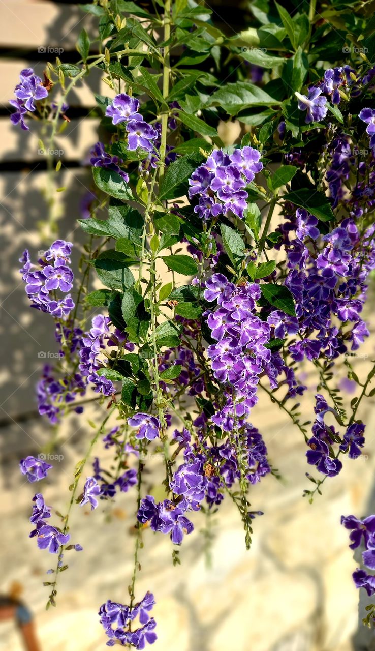 purple flowers