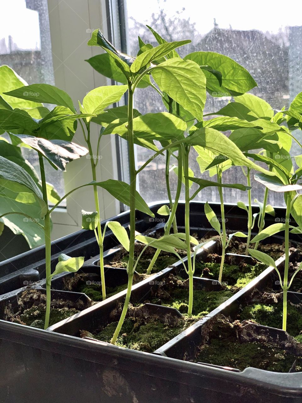 Plants. green sprouts