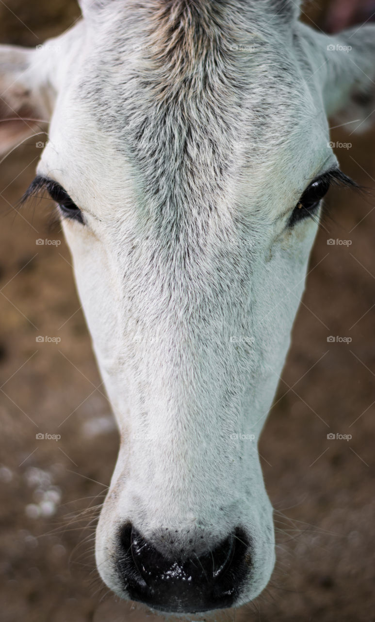 Bright white calf