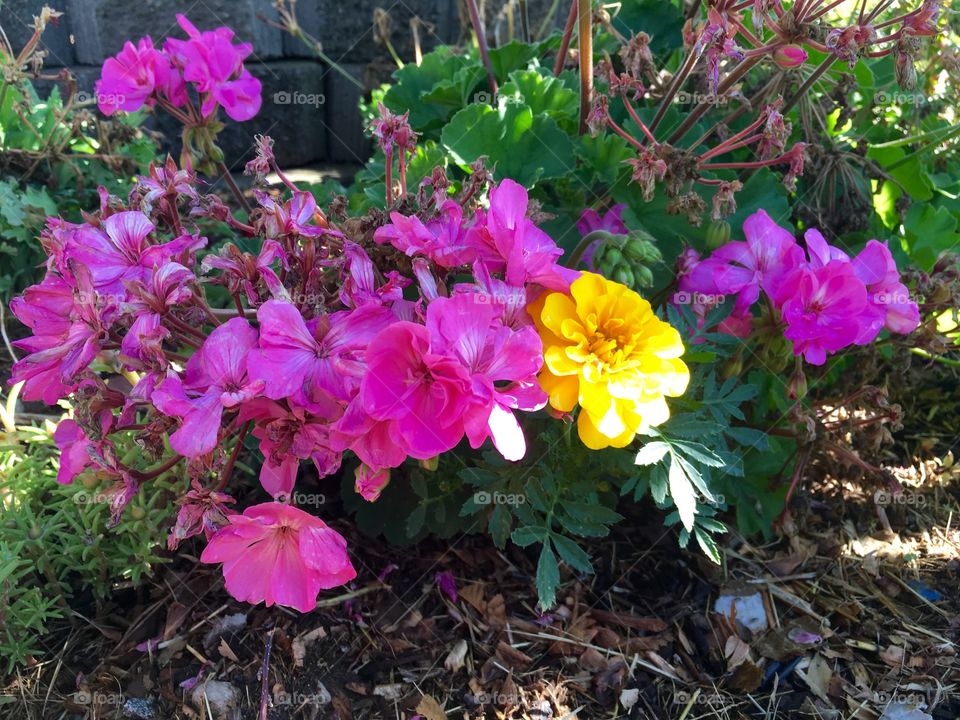 Colorful flowers
