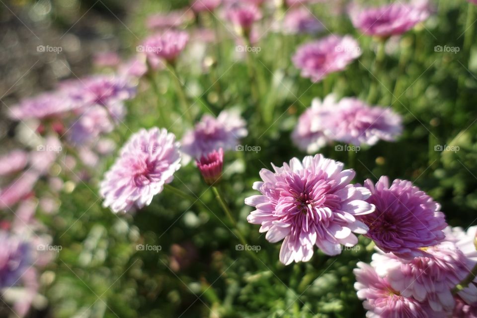 Pink flowers in the garden.