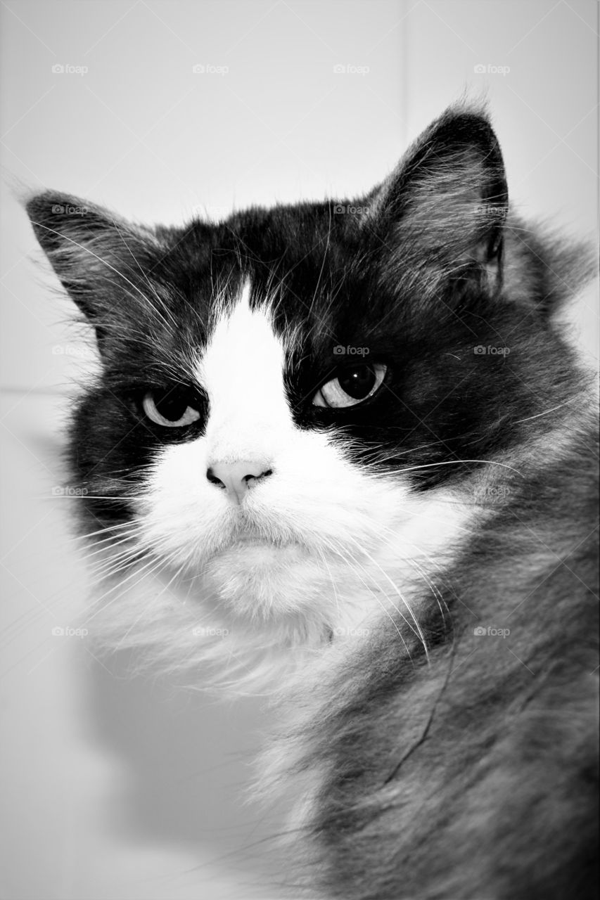 angry looking cat black and white portrait